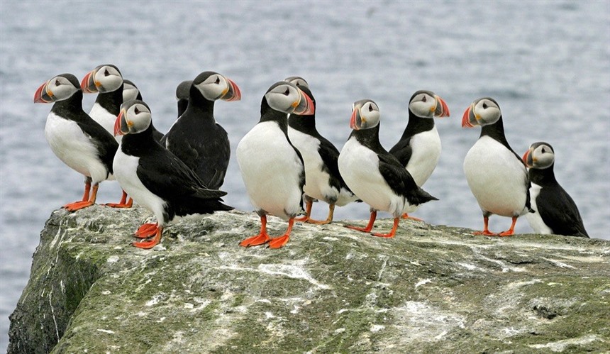 Don't miss out on Puffins during your summer holiday in Iceland