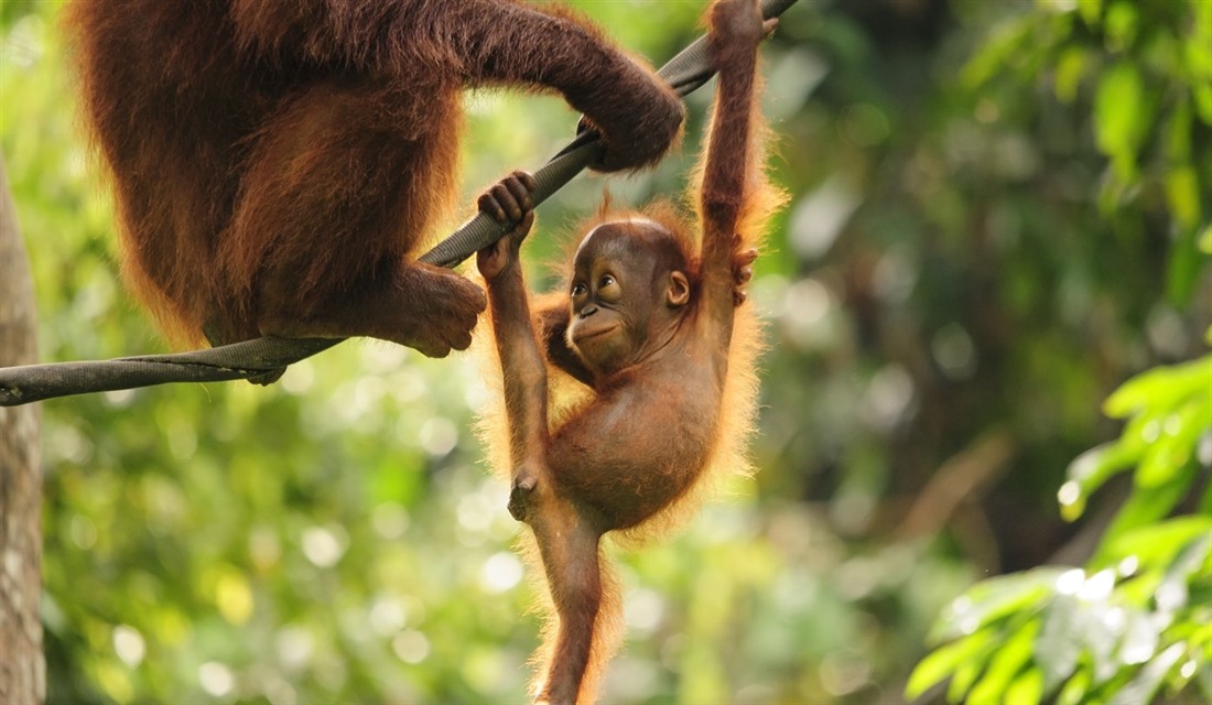 Borneo wildlife: what to see on holiday : Section 2