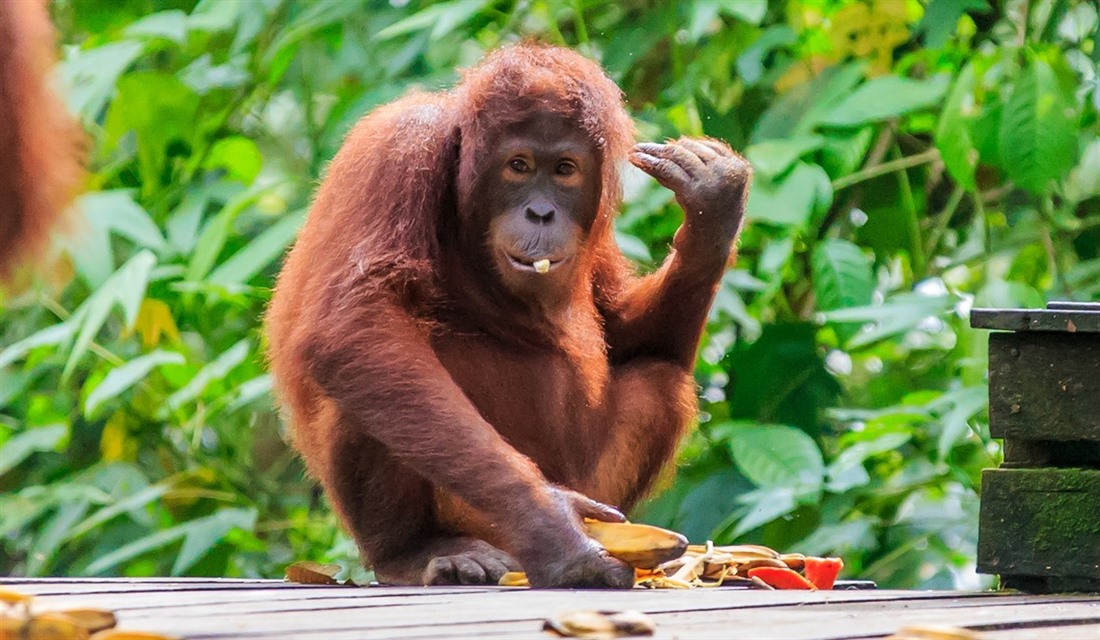 Borneo wildlife: what to see on holiday : Section 4