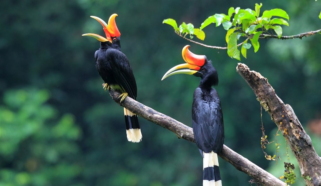 Borneo wildlife: what to see on holiday : Section 10