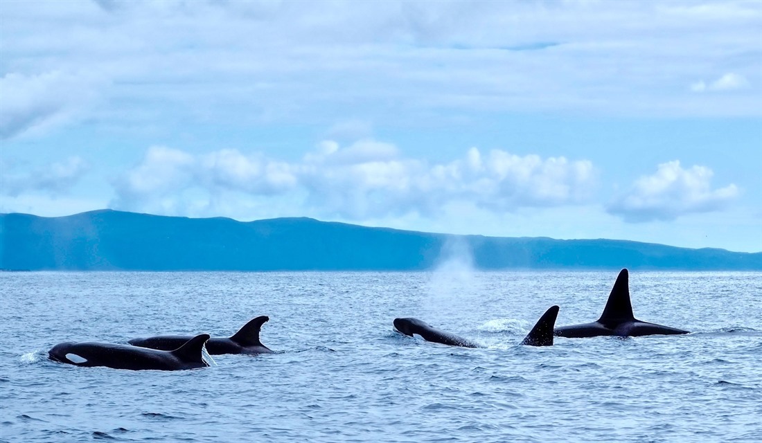 Killer whales spotted off the coast of Pico Island