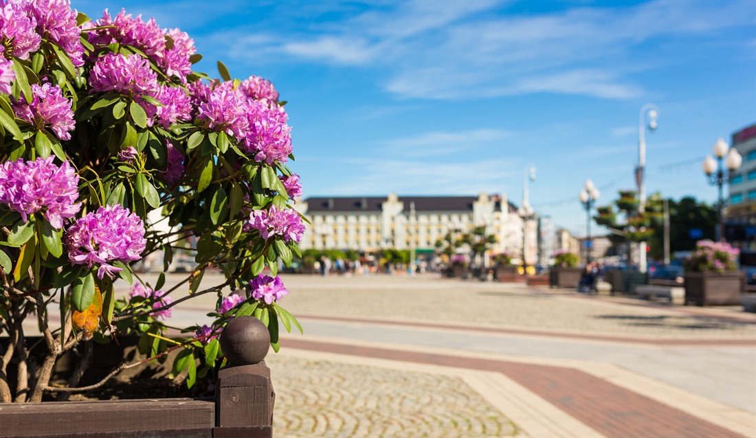 Flowers in Kaliningrad main square