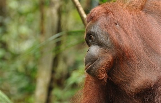 Borneo Rainforest Lodge and the Wildlife of Danum Valley : Section 4