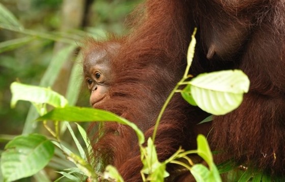 Borneo Rainforest Lodge and the Wildlife of Danum Valley : Section 5