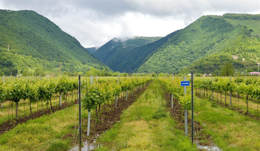 Vineyard in Abkhazia