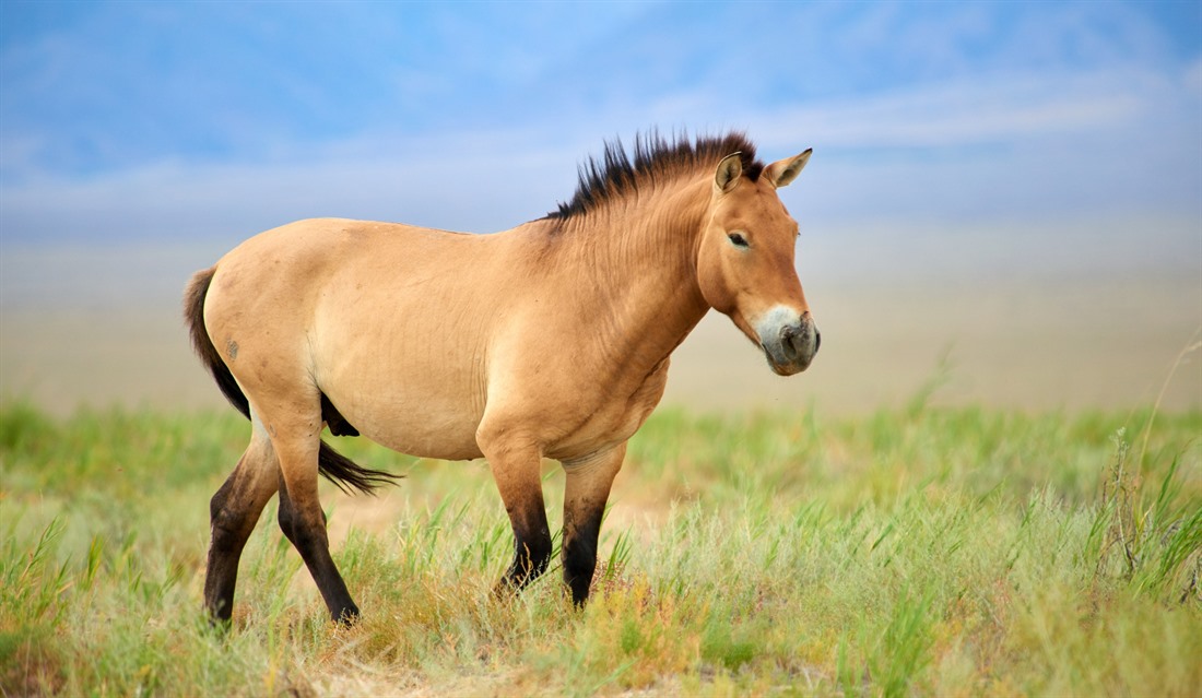 The Przewalski horse is one of the world's few 