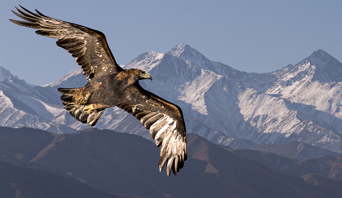 A golden eagle flies in the Tien Shan Mountains. © Shutterstock/MehmetO
