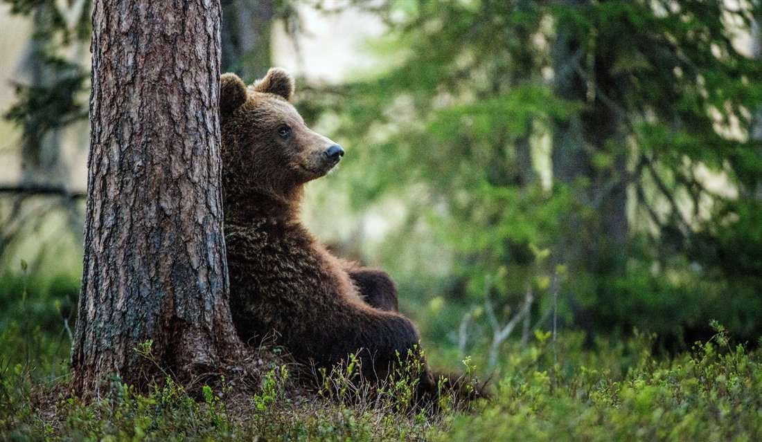 Bears still roam Russia's wilds, and lucky travellers may catch a glimpse of one - from a safe distance! © Shutterstock/Sergey Uryadnikov