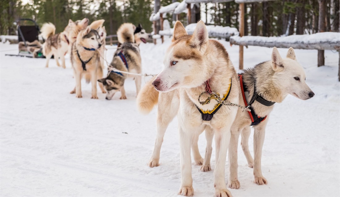 In Siberia and around Murmansk, you can enjoy husky rides across the endless frozen wilds. © Shutterstock/Ronnie McCrea