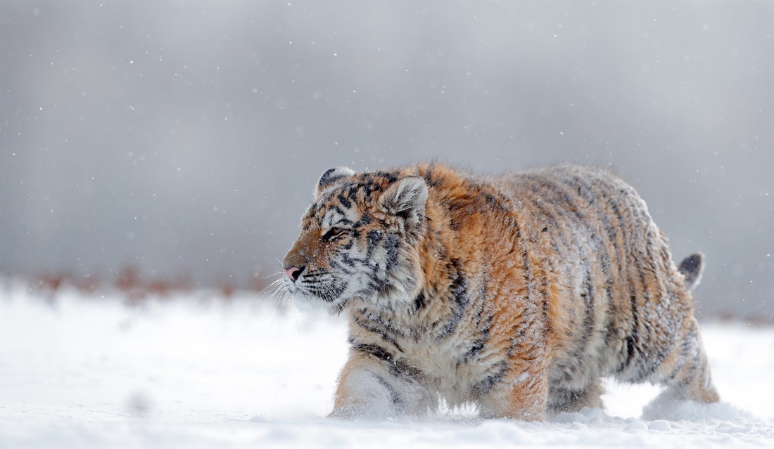 The hardy (and extremely rare) Siberian tiger still prowls the snowy birch forests of eastern Russia. © Shutterstock/Ondrej Prosicky