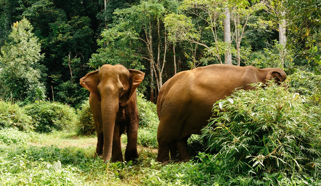 Elephants in Mondulkiri