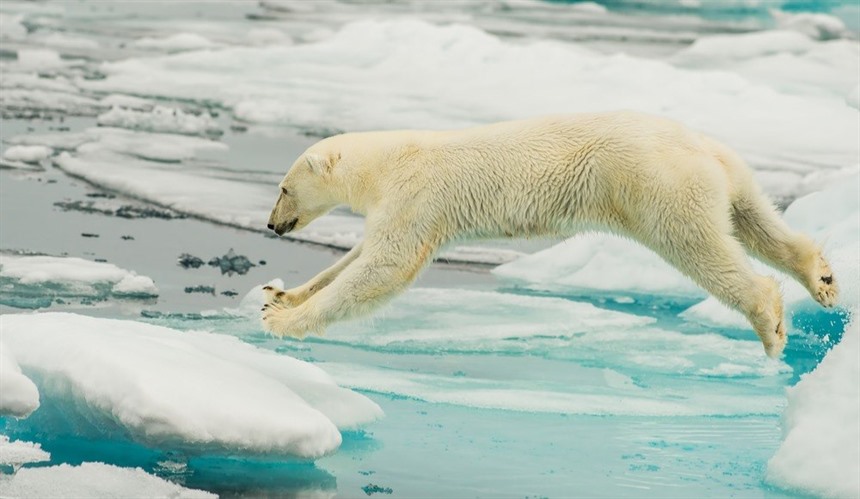 Seeing Polar Bears on an Arctic cruise is an incredible experience
