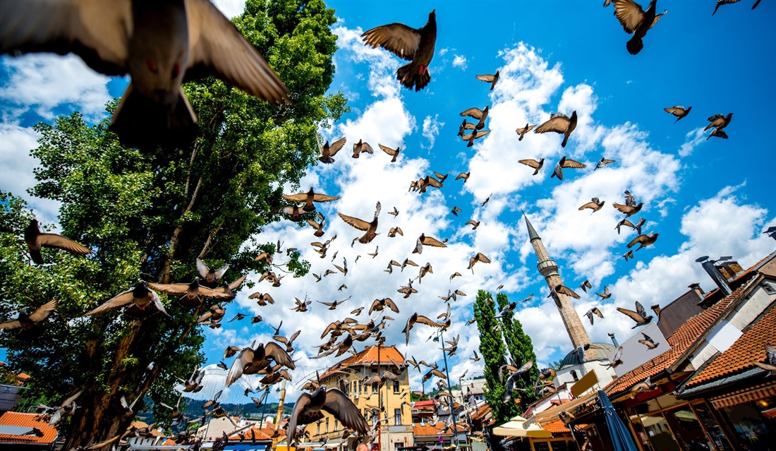 Pigeons flying in Sarajevo's old main square. © RossHelen