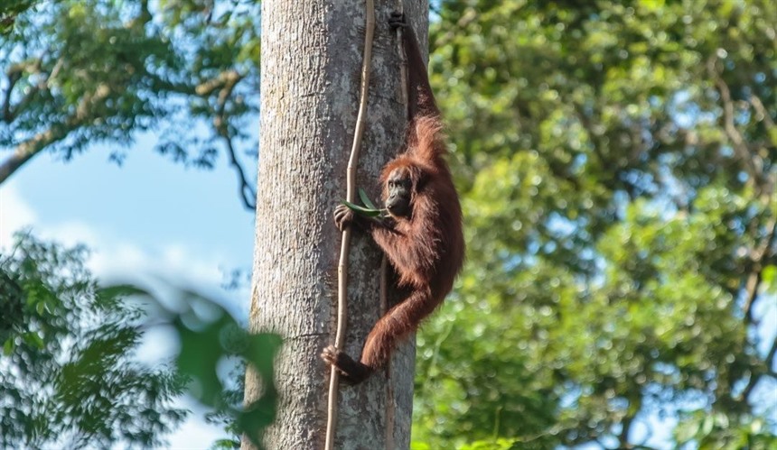 What Animals Live in Borneo? : Section 13