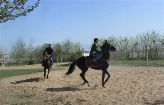Discovering the Akhal-teke horses of Turkmenistan : Section 2