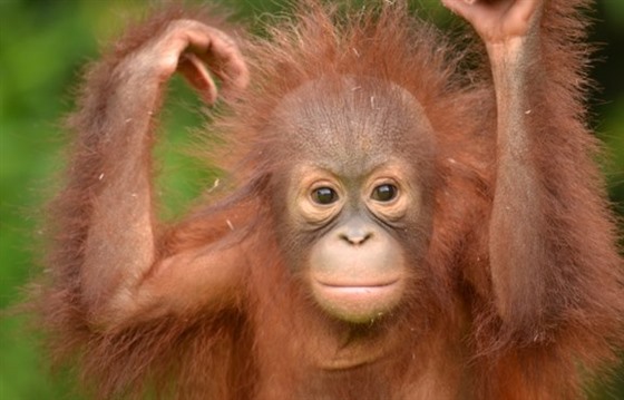 Orangutans in Borneo - Gelison's story : Section 2