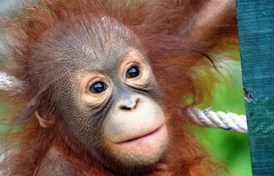Orangutans in Borneo - Gelison's story : Section 4