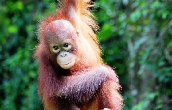 Orangutans in Borneo - Gelison's story : Section 5