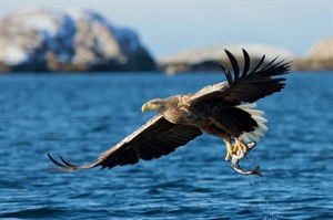 Sea eagle in Norway