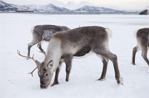 Sami Reindeer Feeding & Culture 3