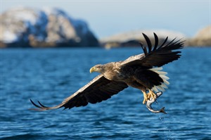 Sea eagle in the fjord