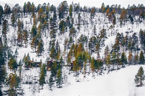 Bjornfjell Mountain Lodge through the trees