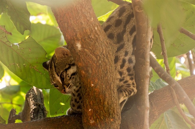 Leopard Cat at Phnom Tamao Zoological Park and Wildlife Rescue Center, Cambodia