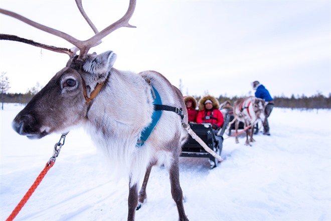 Reindeer - Lapland