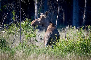 Moose are frequently seen in the area