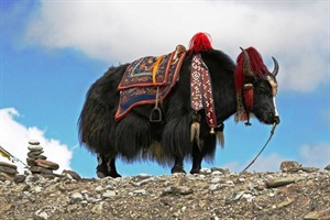 Yak on a high mountain pass in Bhutan