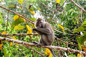 Macaque on the Kinabatangan River