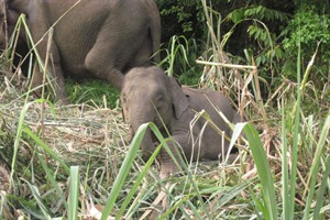 Pygmy Elephants on Kinabatangan River
