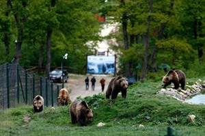 Bear Sanctuary in Zarnesti