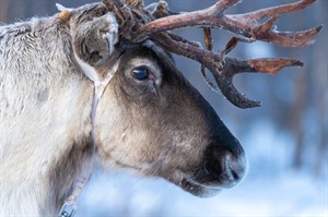 Reindeer at Kirkenes