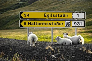 Sheep resting under a signpost, Iceland