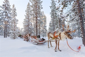 Reindeer safari in snowy forest - Lapland