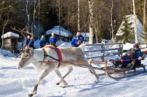 Reindeer sleigh ride - Lapland