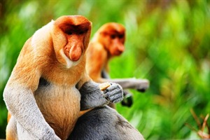 Proboscis Monkeys, Bako National Park