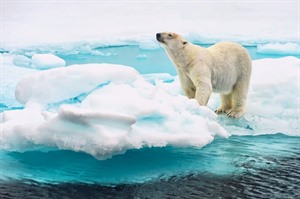 Polar bear chilling on an iceberg