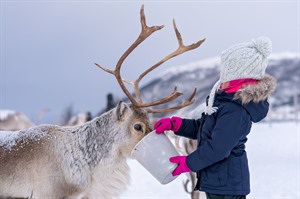 Feeding the reindeer during a Sami experience