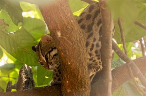 Phnom Tamao Zoological Park and Wildlife Rescue Center,