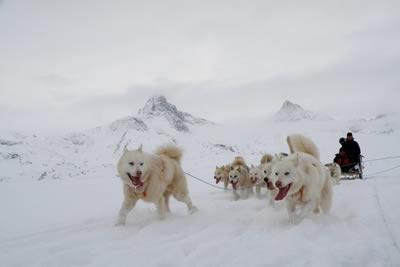 East Greenland Dog Sledding Expedition