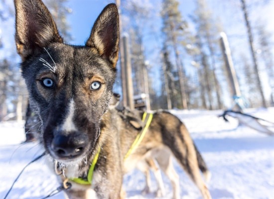 Finland Winter Adventure Break