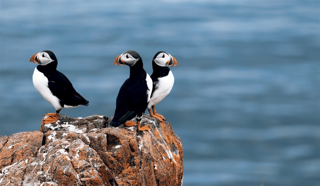Birdwatching in the Faroe Islands : Section 1