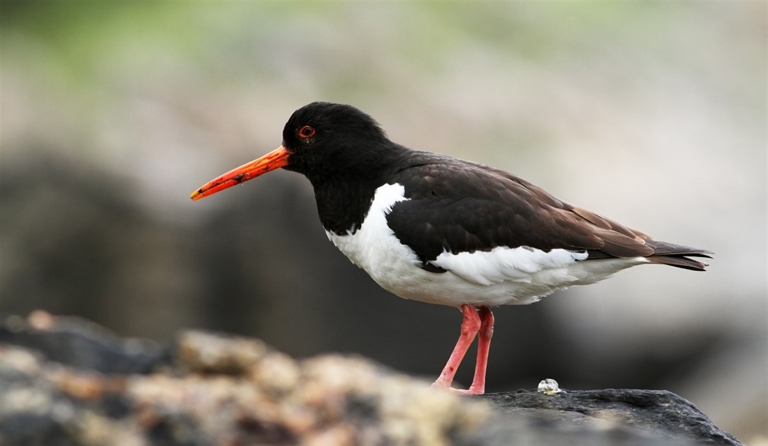 Birdwatching in the Faroe Islands : Section 2