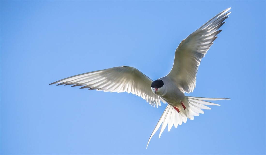 Birdwatching in the Faroe Islands : Section 4