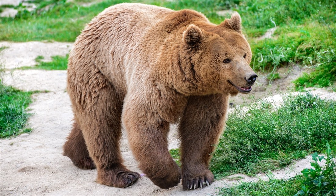 Brown Bear in the wild in Romania