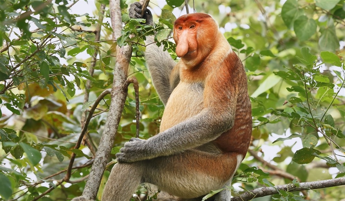 Borneo wildlife: what to see on holiday : Section 6