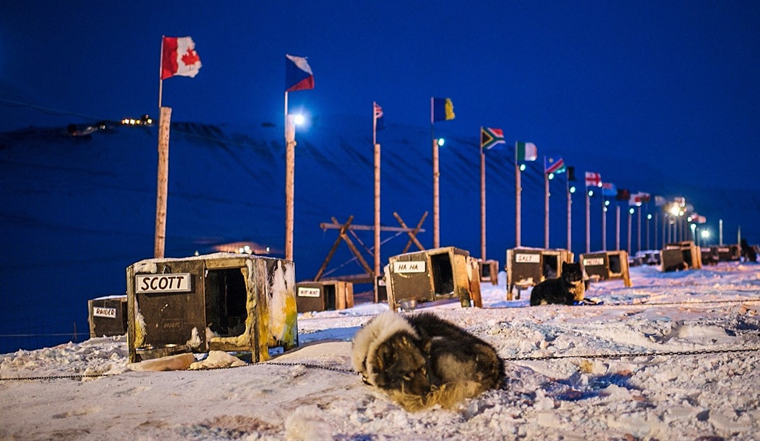 Dog Sledding in Svalbard