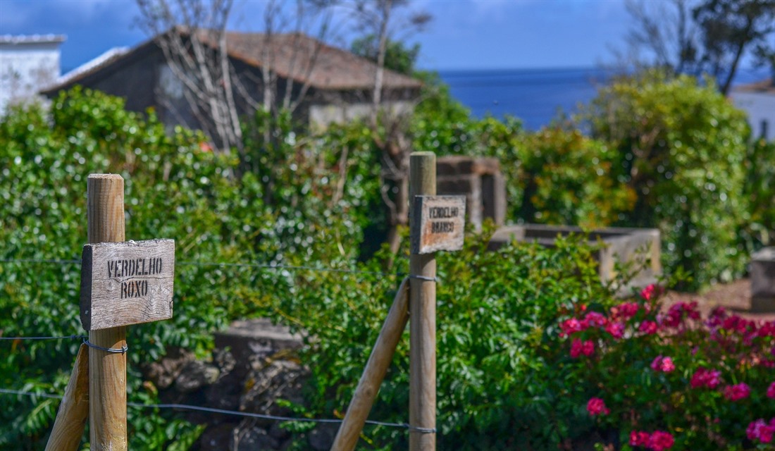 Vineyards in Pico